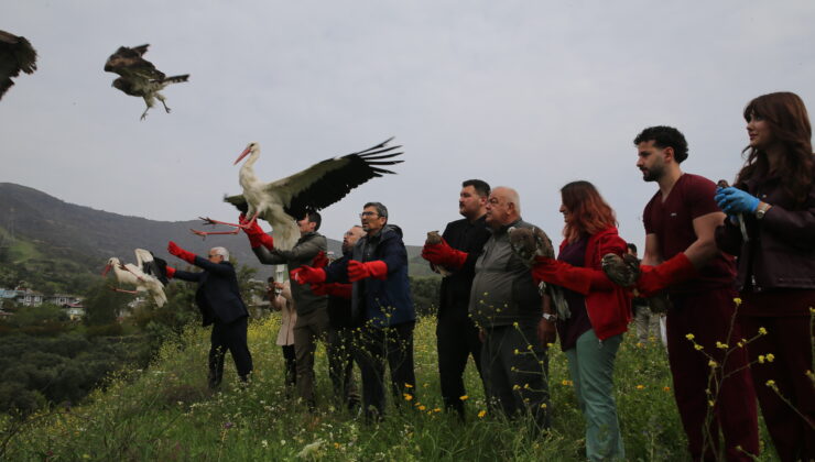 Hatay’da tedavi edilen kuşlar doğaya salındı