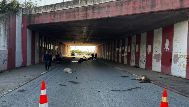 Hatay’da Otomobil Sürüye Çarptı: 17 Koyun Telef Oldu