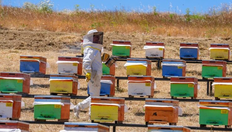 Doğal bal için başladı, 200 kovanla üretiyor