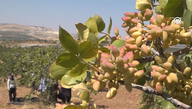 Şanlıurfa’da boz Antep fıstığında hasat başladı